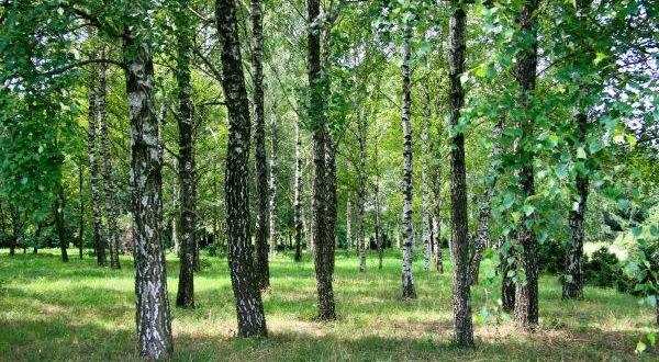 До уваги мешканців району! Запрошуємо на обговорення подальшого розвитку парку «Березовий Гай»