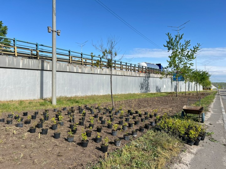 Із початку року в Києві висадили понад 4 тисячі дерев, майже 35 тисяч кущів і близько 3,3 мільйонів квітів