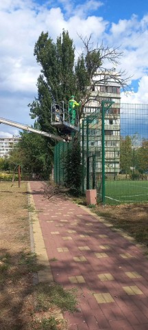 КП УЗН проводить роботи з видалення сухостійних та аварійних дерев