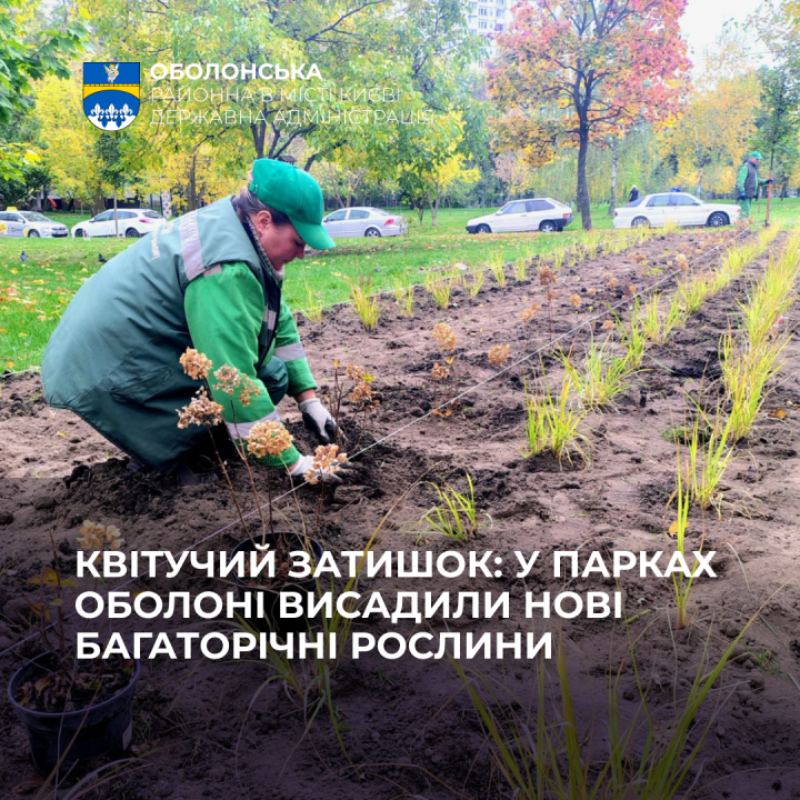 Лавандові хвилі та краса гортензій: фахівці КП УЗН Оболоні прикрасили районні парки новими рослинними композиціями