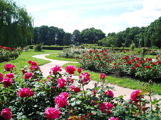 Rose garden
