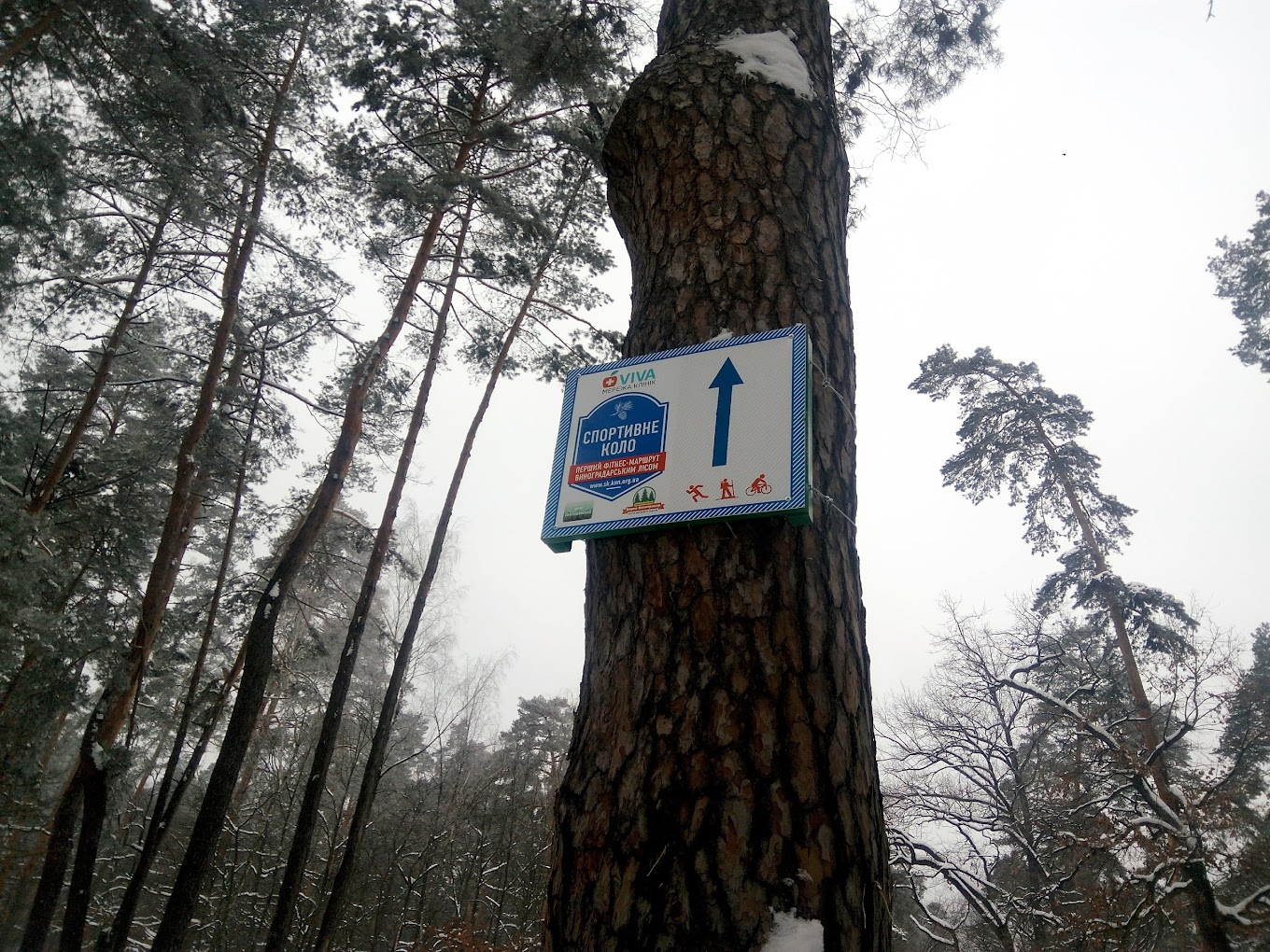 Спортивне коло