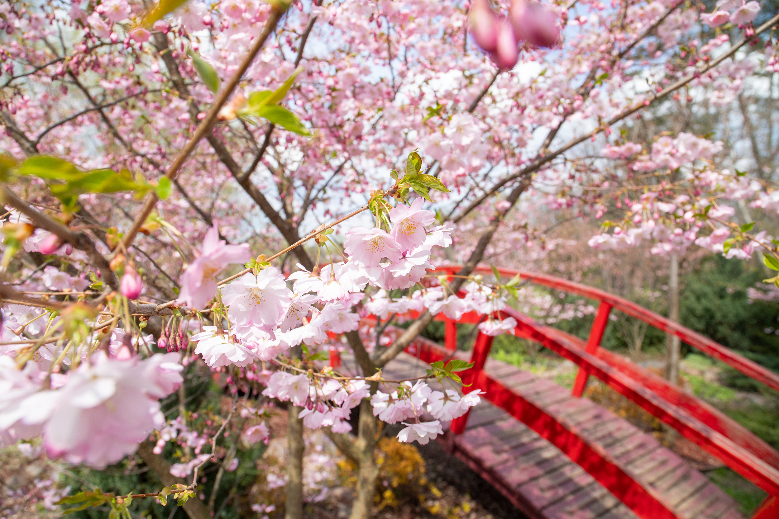 Magnolia garden